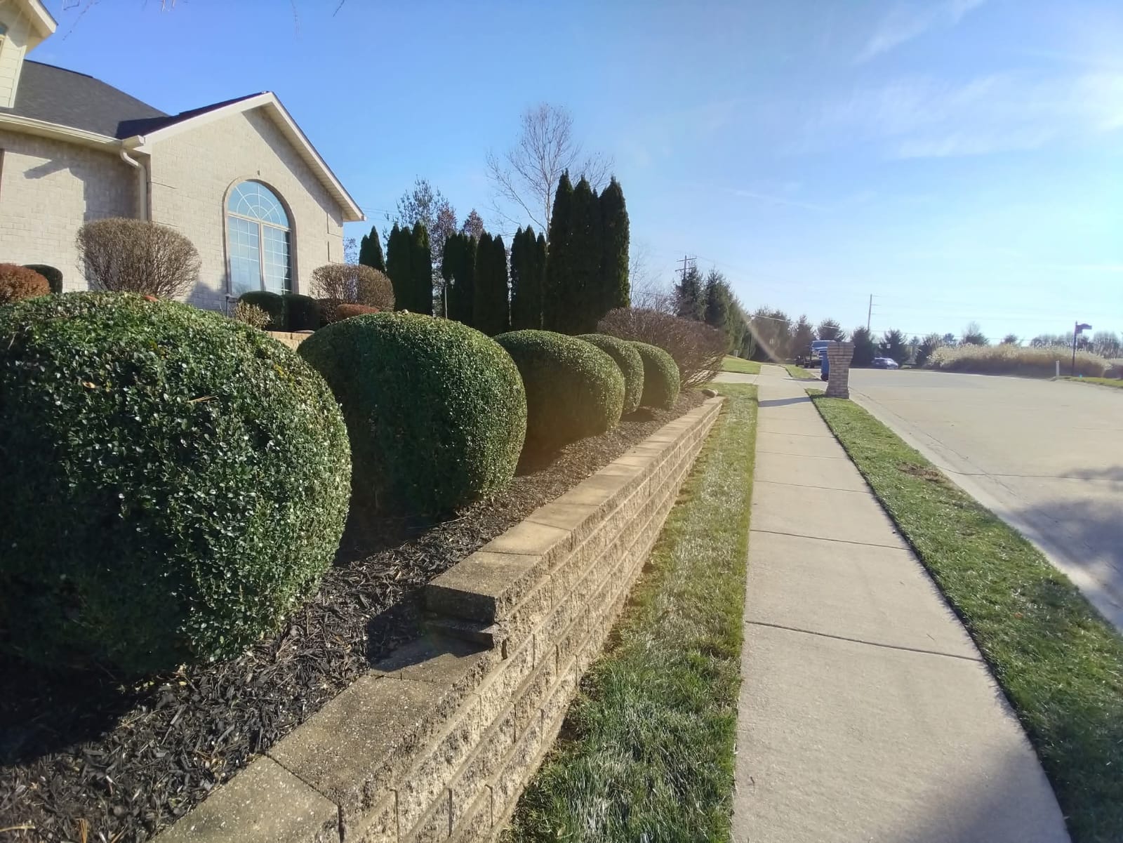 A neatly trimmed hedge in front of a house, surrounded by various bushes, creating a well-maintained garden appearance.